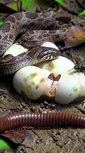 112K views · 410 reactions | Mother Snake Guards Her Eggs as a Baby Hatches #snake #snakes #snakeeggs #snakehatching #babysnake #wildlife #wildlifevideo #nature #naturevideo #naturelovers #reptile #reptiles #animalbirth #forestfloor #macrovideo #reels | Frederick4k | Facebook
