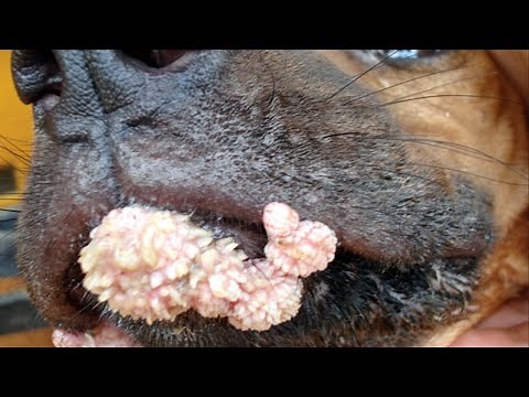 Amazing Popping huge blackheads From Dogs and BEST Pimple Popping Animals