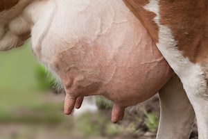 Cow Mastitis: Identify, Treat, and Prevent Infection