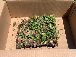 Video: Collecting a Quality Plant Sample | Gardening in the Panhandle