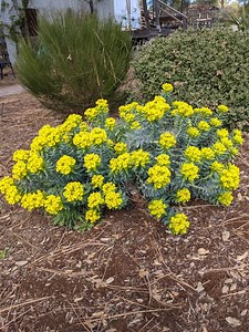 Euphorbias - The Stunning Beauty of Euphorbia Rigida (Gopher Plant) in Bloom Dive into the world of gardening with the latest episode of the Top 10 Gardener podcast! Hosted by gardening expert Ken Lain, this episode is packed with valuable tips and insights to help you cultivate a thriving garden. Subscribe to the Top 10 Gardener to stay up-to-date on the latest gardening trends and techniques: https://wattersgardencenter.com/mountian-gardener-podcast/ #WattersGardenCenter, #WattersGardenCenterA