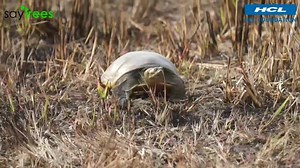 Indian flap shell turtle is a very comical looking creature. Its neck when fully extended resembles a snake and its tubular nostrils make the turtle look like a close cousin of the pig! A well known scavenger, flap-shell turtle reduces organic pollution in aquatic ecosystems by feeding on fallen insects and fragments of dead animals. Though they remain camouflaged due to their color and hiding habits, they are currently in vulnerable category. | SayTrees