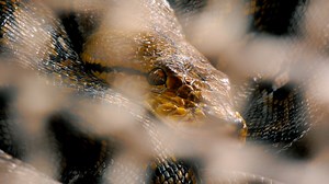 This giant python was caught on camera swallowing an entire crocodile