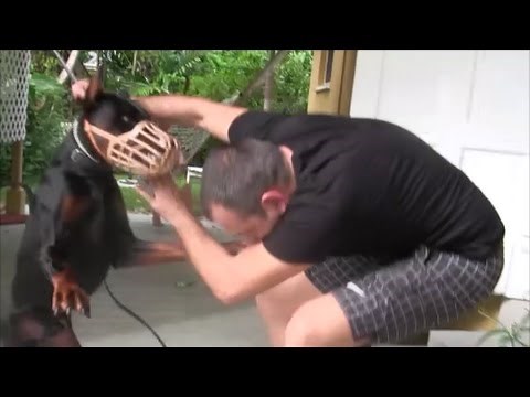 Aggressive Doberman Pinscher bites people in the face! DANGER ALERT