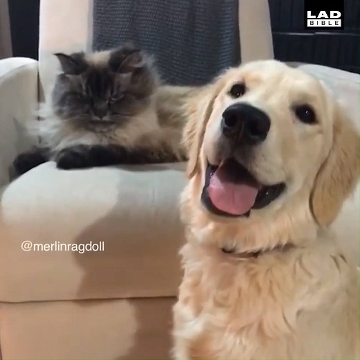 There's morning people and then there's me... 😠 Merlin Ragdoll | LADbible