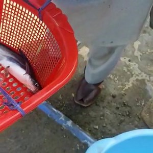 Pangasius ( Bangash) Fish Farming in Pakistan . Biofloc Fish Farming in Pakistan. How to grow Pangsius fish In tanks . 03008820519,03437077773 #biofloctechnology #FishSeed #biofloctech #bioflock #pangsiusseed #bioflocfish #bioflocos #biofloctraining #fish #fishseeds #bioflocsystem #bioflocfishfarming | Zarai Pakistan
