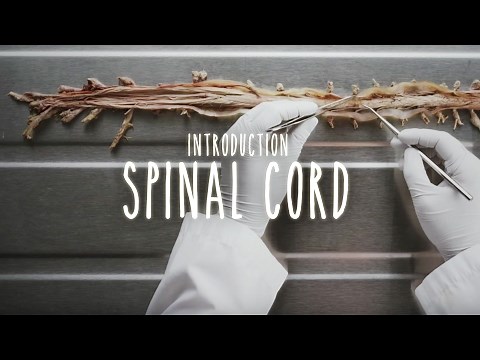 Neuroanatomy S1 E2A: Introduction to the Spinal Cord #neuroanatomy #spinalcord #medicine
