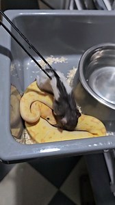 42K views · 43 reactions | 李李李李 #royalpythons #ballpythonlove #beardeddragon #reptilebreeder #snek #morph #petsnake #herpetology #animal #morphs #morph #snakelove #reptilelove #livingart #ballpythonofinstagram #snakelovers #reptilesofinsta #serpent #ballpythonsnake #nature #ballpythonlover #babyballpython #ballpythonmorphsofinstagram | Xclusive ball pythons | Facebook