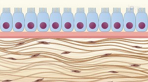 Video: Extracellular Matrix