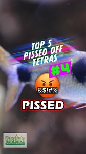 TOP 5 PISSED OFF TETRAS #4 🤬 What pissed off Tetra would you add to this list? Are you keeping any of these fish? TANK ON! #pissed #angry #mad #aggressive #fish #fishy #aquariumfish #freshwaterfish #tetra #tetrafish #tetras #dustinsfishtanks #tankon #aquarium #aquariums #aquascape #aquascaping #aquariumplants #scape #fishtank #freshwateraquarium #plants #plantlife #planted #plantedtank #plantedaquarium #aquascape #aquaticplants | Dustin's Fishtanks