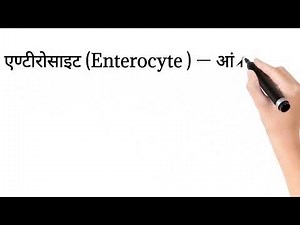 एण्टीरोसाइट (Enterocyte )