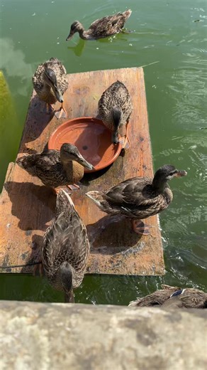 Puffin ASMR Relaxation Techniques for Soothing Sounds