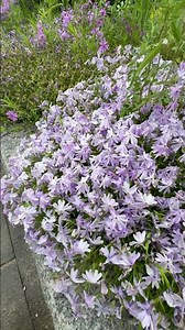 【芝桜】シバザクラ