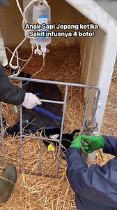 5K views · 31 reactions | Peternakan Sapi Perah | Irwan Subaragoi | Facebook