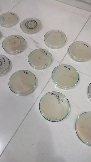 Results of TrichoShield trichoderma to control root and crown rot of BARSEEM #trichoshield #trichoderma | Plant Clinics
