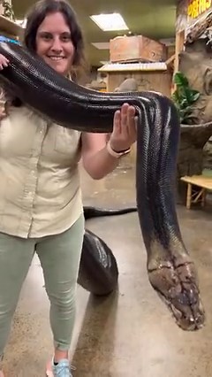 2.5M views · 19K reactions | My Love is a reticulated python  She is...
