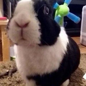 202 reactions · 19 comments | Daisy: It bees Fwiday night! It bees Star Wars Night ⭐️ What does everybun else bees watchings? ❤️ #oceansarmy #daisyandoceansarmy #starwarsnight | Daisy and Ocean’s Army | Facebook