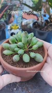 Let's repot 🆔: Adromischus "Indian clubs" 🌿 #bikolanahardinera #plantsmakepeoplehappy #repotting #adromischus #plantsplantsplants #succulentgarden #plantas #succulents #plantita #succulentsofinstagram #succulentaddict | Bikolanahardinera