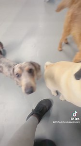 Fun in the small breed room and medium breed room today 😍😍 | Charlotte's Doggy Daycare