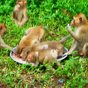 Logan angrily pin Pixie hardly while get milk, they are so hungry& thirty to peck peanuts | Wild Monkey Zone | Facebook