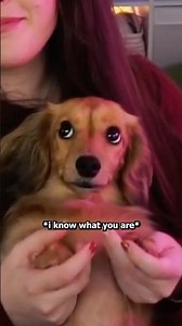 Pea being problematic... 😭