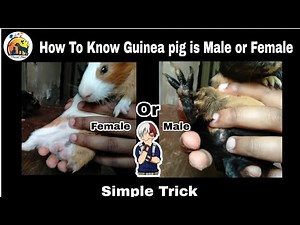 How to Know Male and Female in Guinea pig. | How to Identify Guinea pig Gender |