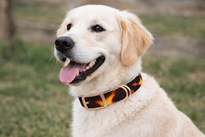 Tortoise Pattern Dog Collar, Cruelty-free Durable Collar, Unique Pets Gift, Premium Tpu,built for Active Dogs, Waterproof, Flexible for Play - Etsy Australia