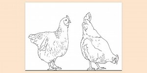 Chicken Colouring Page
