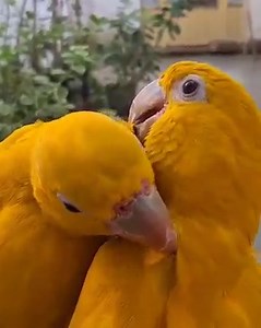 Planeta Animal 😃 | Planeta Animal