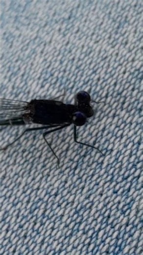Black Dragonfly 😱😱