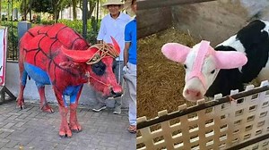 8 Potret Nyeleneh Sapi Lagi Menyamar, Penampilan Bikin Tepuk Jidat