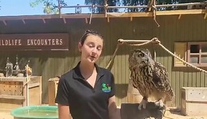 Hooo knew it was World Owl day! 🦉 We are celebrating with some fun facts courtesy of our Education Curator Sammie and our Eurasian eagle-owl Galileowl 🦉 #worldowlday2021 #zoofun #education #westvalleyaz | Wildlife World Zoo