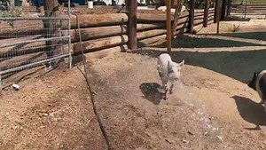Just a pig getting to be a pig, simply a beautiful thing.❤️ Love Always, @chefnickiemingarelli @veganlene @hazeleyedvegan #notthesamebutequal #lovealwayssanctuary #pig #pigs #piglet #family #nonprofit #losangeles #babyanimals #friend #play #joy #video #vegan | Love Always Sanctuary | Facebook