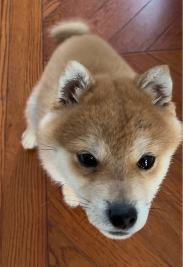 Adorable Shiba Inu Puppy Can't Wait to Play