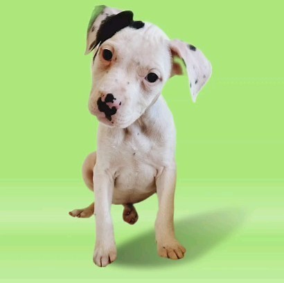 44 reactions · 17 shares | Adorable and adoptable!!!! www.floridaurgentrescue.org/adopt #adopt #adoptdontshop #Rescue #RescuedIsMyFavoriteBreed #puppy | Florida Urgent Rescue, Inc. - FUR | Facebook