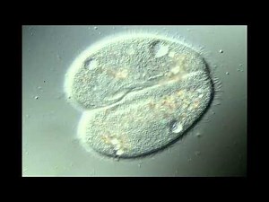 Paramecium caudatum conjugation- 400x/DIC