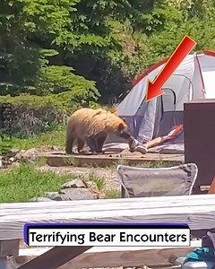 Terrifying Bear Encounters | Tavi Castro