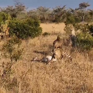 2.6M views · 21K reactions | Incredible moment in the bush as male leopard chase the cheetah family away from their dinner. Leopards are spirited and strong while cheetahs are the weakest of the big cats. Cheetahs will continue losing their hard earned kills to this most elusive of Apex predators. #cheetah #cheetahs #leopards #leopard #africansafari #bigcats #gamedrivesafari #wildlie #safari #impala | Wildfriends Africa | Facebook