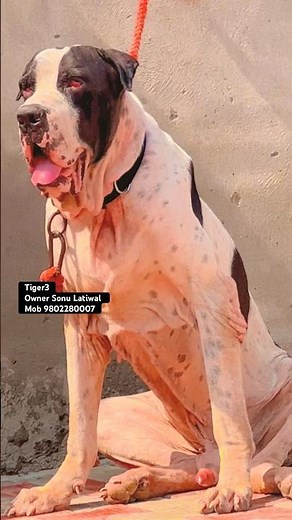 #dog #dogshorts #pets #shortsviral #shortsfeed #shorts #short #shots