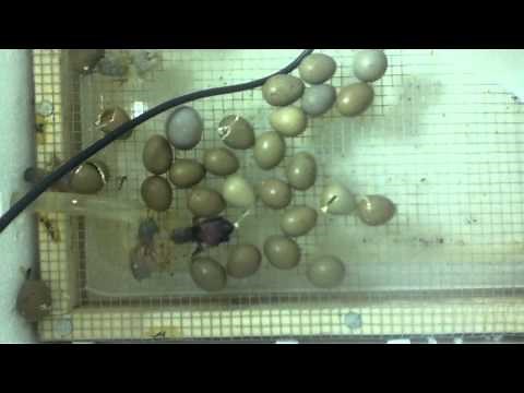 Button Quails Eggs hatching