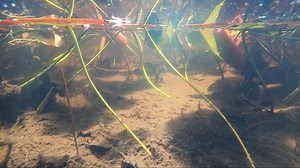 An Eastern Musk Turtle swimming by the underwater marsh cam. These small turtles can be hard to spot since they don't leave the water very often. They are also called "stinkpots" due to the odor they emit when threatened. | Jocelyn Anderson Photography