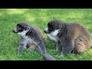 Meet our Mongoose Lemurs
