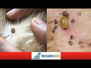 How To Check Your Dog For Ticks- Tick Hiding Spots - Professional Dog Training Tips