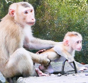 10K views · 663 reactions | OMG, Monkey ROJO Strongly Express His Antipathy With Baby LEO After Lila Gave A Sweet Kiss To Him, At The End Louy Hug and Hold Him,. | Story History | Facebook