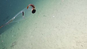 1.8K views · 30 reactions | Deep sea footage shows the shimmering beauty of one of the oceans transparent squids  | Storytrender | Facebook