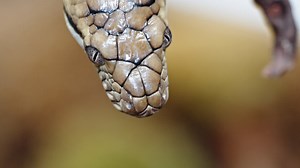 Amethystine python flicks its tongue close-up showing detailed scales and focused expression | Premium Stock Video Footage