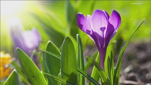 Grow With KARE: Early spring perennials