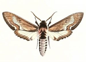 Neogene reevei - Alchetron, The Free Social Encyclopedia