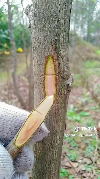 Ginkgo fruit tree side grafting #plantgrafting #graftingplant #graftingtechniques #grafting