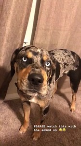 98K views · 5.5K reactions | Since y’all loved the last one so much, here’s the video that went viral on Instagram and was on America’s funniest home videos last year! #fyp #AFV | Colt Blue Talking Catahoula | Facebook